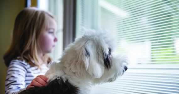 Blinds Between the Glass